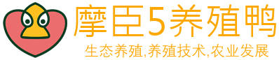 摩臣5|正版平台,上摩臣5注册网！