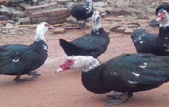 特大黑番鸭品种介绍