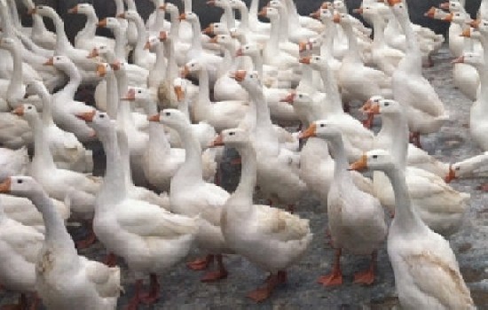 鹅怎么分公母最简单的方法