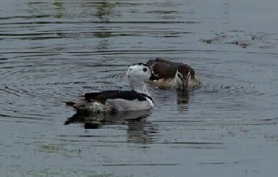 体型最小的鸭子品种