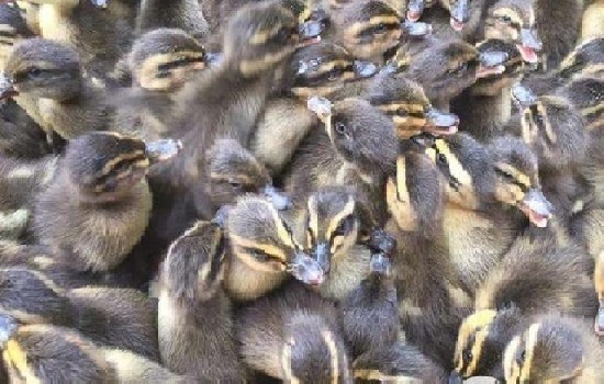 青头鸭苗图片是怎样？