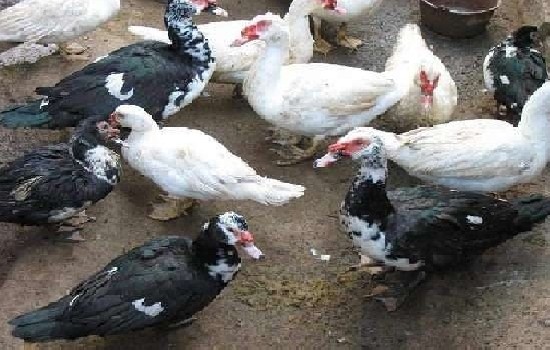 番鸭最准确的分公母方法