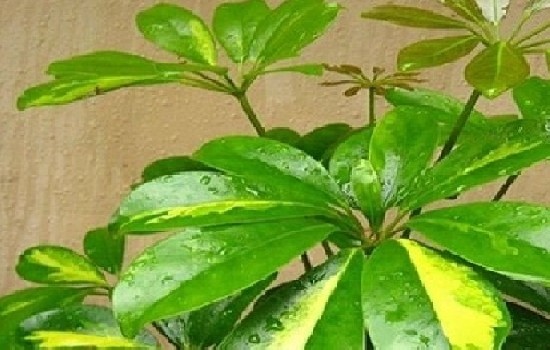 鸭脚木喜阴还是喜阳？