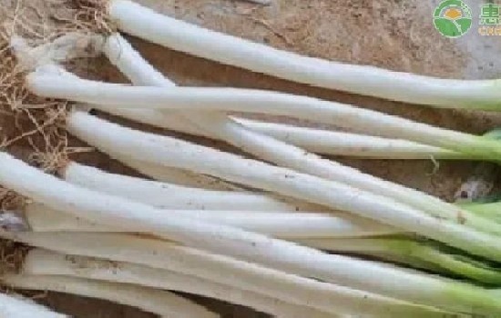 今年大葱价格怎么样？