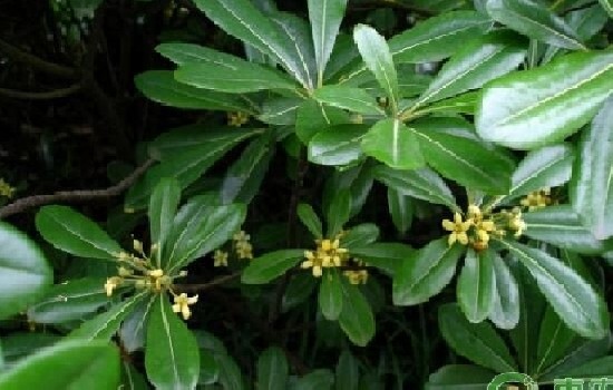 鸭掌木喜阴还是喜阳？