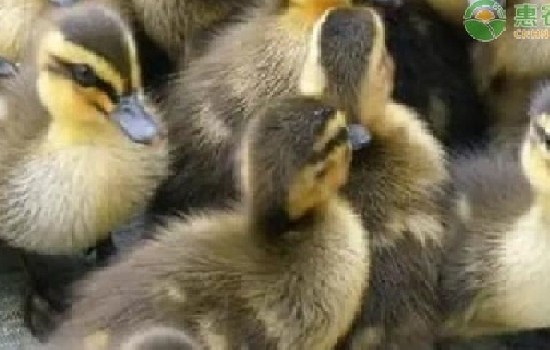 鸭苗公母简单认法