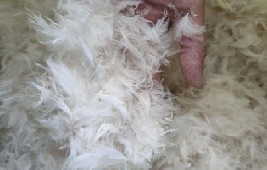 羽绒是白鸭绒好还是灰鸭绒好？