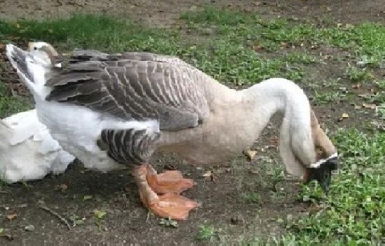 养鹅1000只需投资多少？