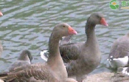 人工养殖大雁可以吃吗？